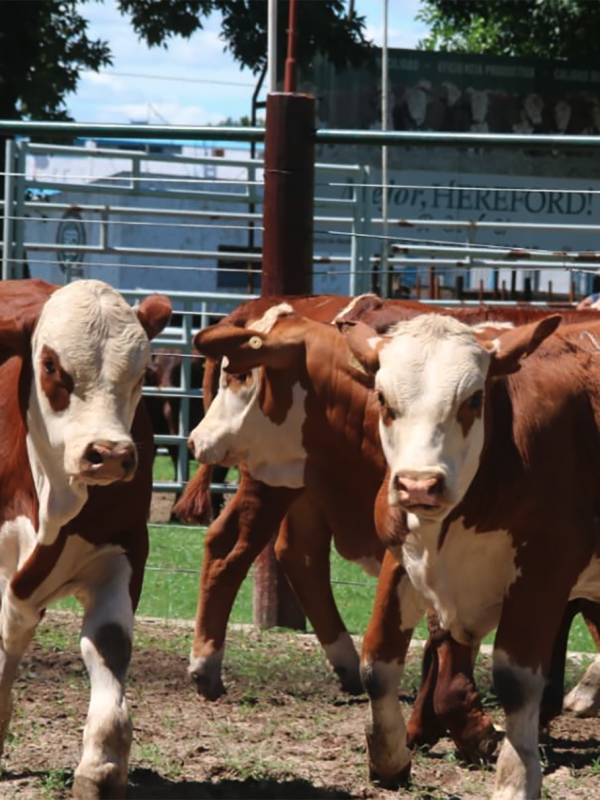 El RENATRE abre postulaciones a becas de estudio para la Diplomatura en Políticas Públicas Agropecuarias
