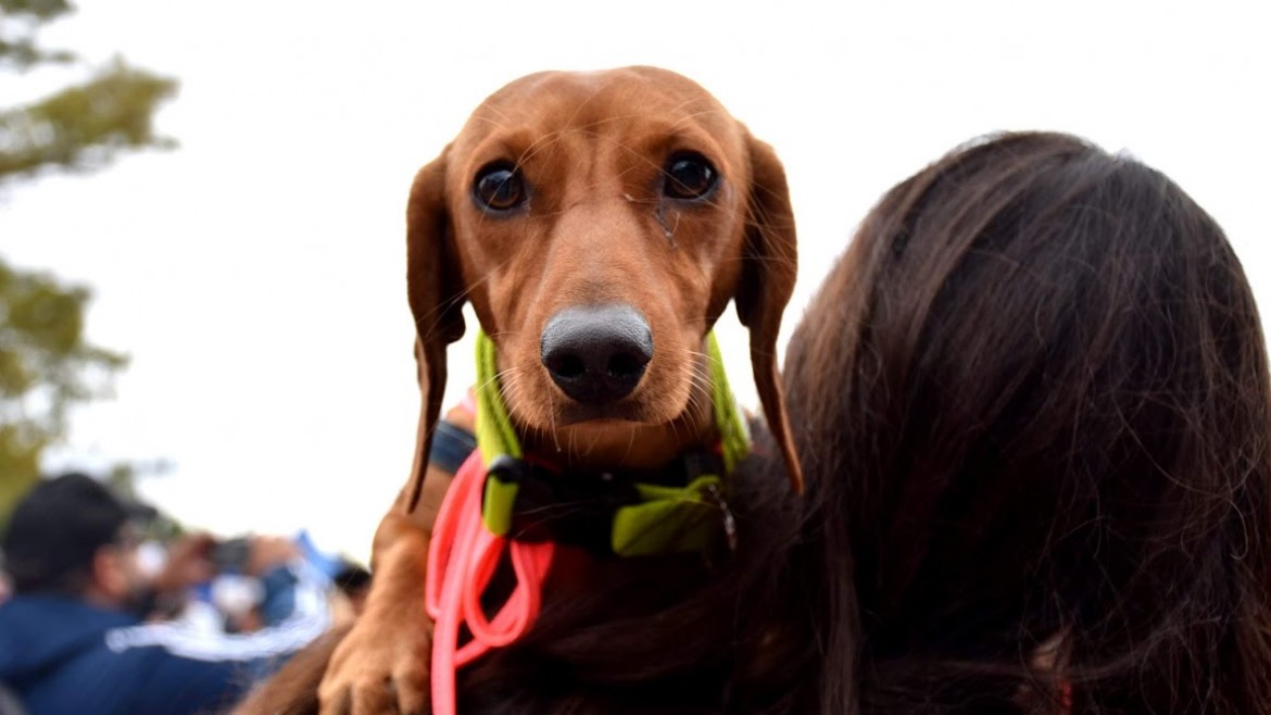 Zoopalooza: música, gastronomía y solidaridad en un festival a beneficio de los animales rescatados